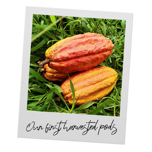 Islands Chocolate Buttons