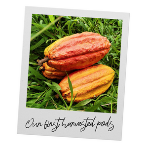 Islands Chocolate Buttons