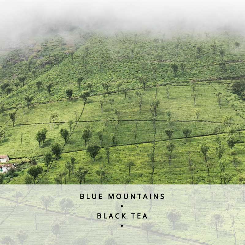 Nilgiri BOP Leaf Loose Leaf Black Tea 